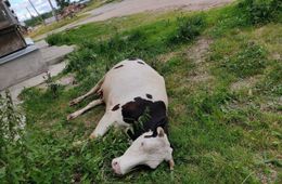 В Нер-Заводском районе умирают коровы