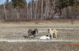 Собаки задавили двух краснокнижных дзеренов в Кыринском районе