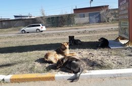 Читинская школьница написала в «Вечорку» по поводу бездомных собак в Сосновом бору