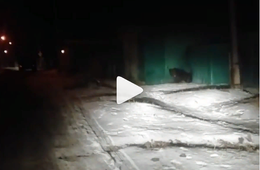 По Читинским улицам гуляет медведь (видео)