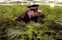 Полицейские изъяли у забайкальца почти полкилограмма марихуаны