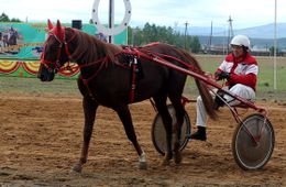 В скачках победил конь Хитрец, а его не участвующий в скачках соплеменник стоит 200 рублей за килограмм