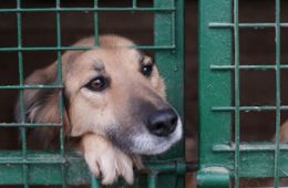 Бездомные собаки после отлова на улицах Читы уже не появятся