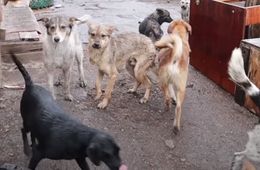 Читинцы пожаловались на стаю собак возле Школы № 30