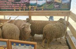 И бараны, и олени, и амурские… осетры. (Продолжение) 