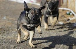 В Забайкалье возбудили уголовное дело по факту нападения собаки на 4-летнего ребенка