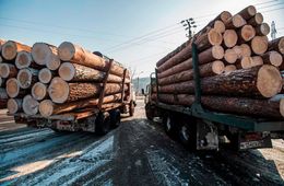 212 млн рублей взысканы с забайкальца за контрабанду леса 