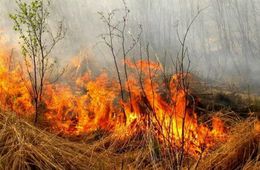 В Забайкалье до 31 мая продлен запрет на посещение лесов