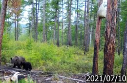 Коронавирус мог стать причиной роста популяции медведей в Забайкалье