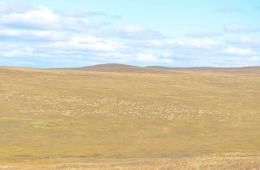 Из-за начавшегося влажного периода уменьшилась миграция дзеренов из Монголии в Забайкалье