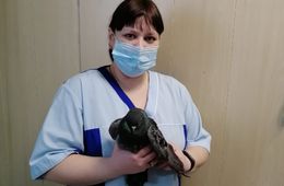 Ветеринары Шилкинской ветстанции сохранили жизнь замерзавшему голубю