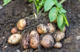 В Забайкалье приступили к уборке овощей и картофеля