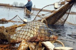 Сын руководит, папа браконьерит?
