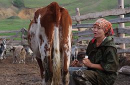 Двадцать три коровы, одна Ирина и стакан парного молока