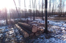 Дачники из СНТ «Полет» жалуются на вырубку деревьев
