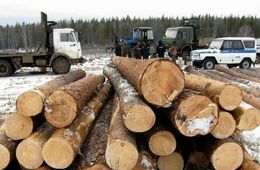 Полицейские задержали «черных лесорубов», которые вырубили леса на 3 млн рублей в Забайкалье