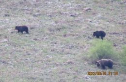 «Медведей – вал!» - в Кыринском районе Забайкалья увеличилась численность медведей 