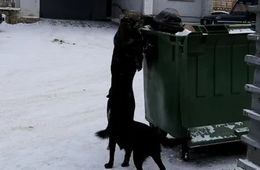 Жительница Домны жалуется на увеличение популяции бездомных собак