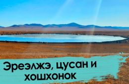 Веганы в шоке: что едят монголы в степи