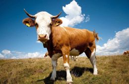 70-летний забайкалец украл  у соседа быка и продал его на мясо