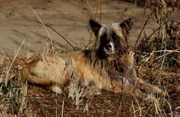 Хозяйка собак-убийц из Домны признана виновной: Новые подробности от следствия