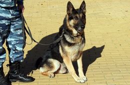 ​Пропавшую пенсионерку в Читинском районе нашли кинолог и собака