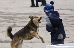 Прокуратура начала проверку по поводу нападения собак на 10-летнего мальчика в Чите
