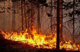 ​Лесной пожар в Кыринском районе перекинулся на Монголию