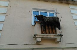 В Кокуе шкуру медведя сушат на балконе