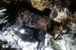 ​Порядка 40 медведей видели в окрестностях Мензы в ноябре-декабре прошлого года