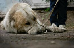 Житель Песчанки граблями забил собаку до смерти