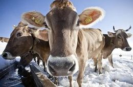 Экс-полицейских в Забайкалье будут судить за руководство бандой скотокрадов