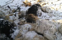 Десятки мертвых собак выброшены в лесу под Читой (ВИДЕО)