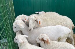 Шесть регионов будут участвовать во Всероссийской выставке овец в Чите