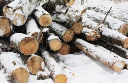 ​Лесничий и предприниматель нарубили леса на 6 млн рублей в Читинском районе