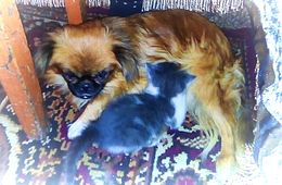 Загадки природы: забайкальская собачка породы пекинес выкормила двух котят