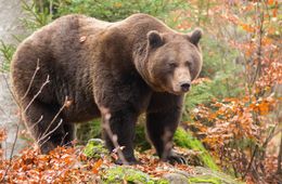Медведь напал на экс-директора Буркальского заказника в Красном Чикое 