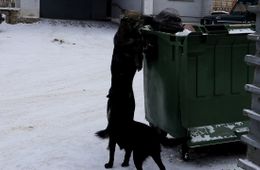 Собаки чуть не разорвали пенсионерку в Чите