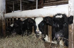 Чтобы накормить животных беклемишевский сельхозкооператив получит 702 тысячи рублей