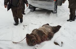 На вахтовиков в соседней Якутии напал медведь
