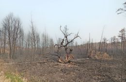 На севере Забайкалья продолжается напряженная борьба с лесными пожарами 