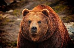 Медведь и ягода — помощники убийц