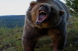 ​В Монголии медведь сожрал мужчину и закопал ребенка