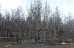 Лес погорел в Красночикойском районе