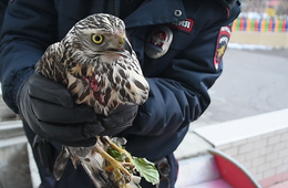 Полицейские спасли врезавшегося в окно ястреба в Чите