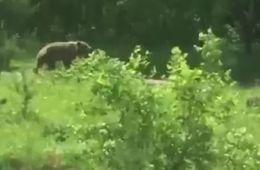 На жителя села Бургень напал медведь. 