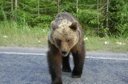 Медведица кидается на машины в Кыринском районе - соцсети