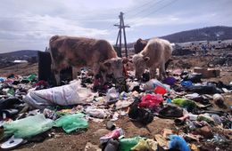 ​Коровы научились перерабатывать мусор в Вершино-Дарасунском