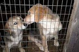 В Красночикойском районе организуют приют для бездомных собак по требованию природоохранной прокуратуры