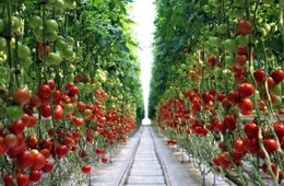 900 тонн тепличных овощей вырастили за 5 месяцев в Забайкалье 